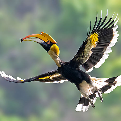 Jungle Journeys homepage safari special 1