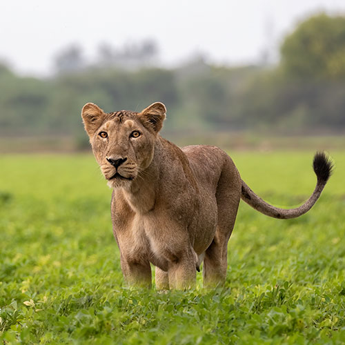 Jungle Journeys homepage section 1